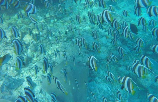 Mergulho com Snorkel de 3 Pontos - Foto 4